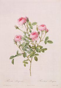 Rosa pomponia, gegraveerd door Langlois, uit Les Roses door Pierre Joseph Redouté
